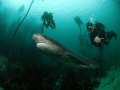 Seven Gill Cow Sharks & Cape Fur Seals